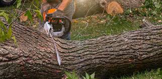 Best Tree Mulching  in Lancaster, KY